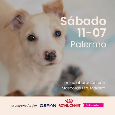 Edición n139- Yoga con perritos